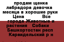 продам щенка лабрадора девочка 2 месяца в хорошие руки › Цена ­ 8 000 - Все города Животные и растения » Собаки   . Башкортостан респ.,Караидельский р-н